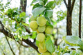 Green Gage Plum Tree 1 Plant ~2 ft Tall (Prunus domestica) Heirloom Plum