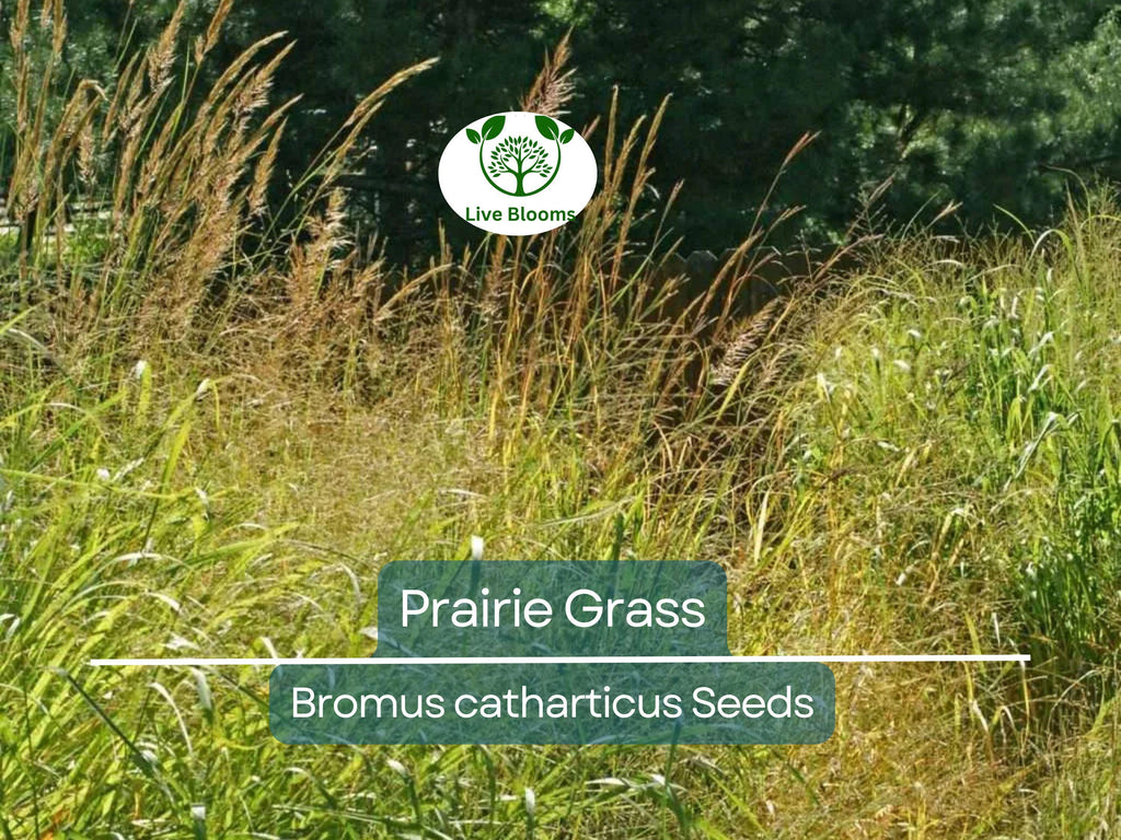 10,000 Bulk Prairie Grass Seeds - Native, Fast-Growing, Drought & Heat Tolerant, EZ Ornamental Grass for Landscaping