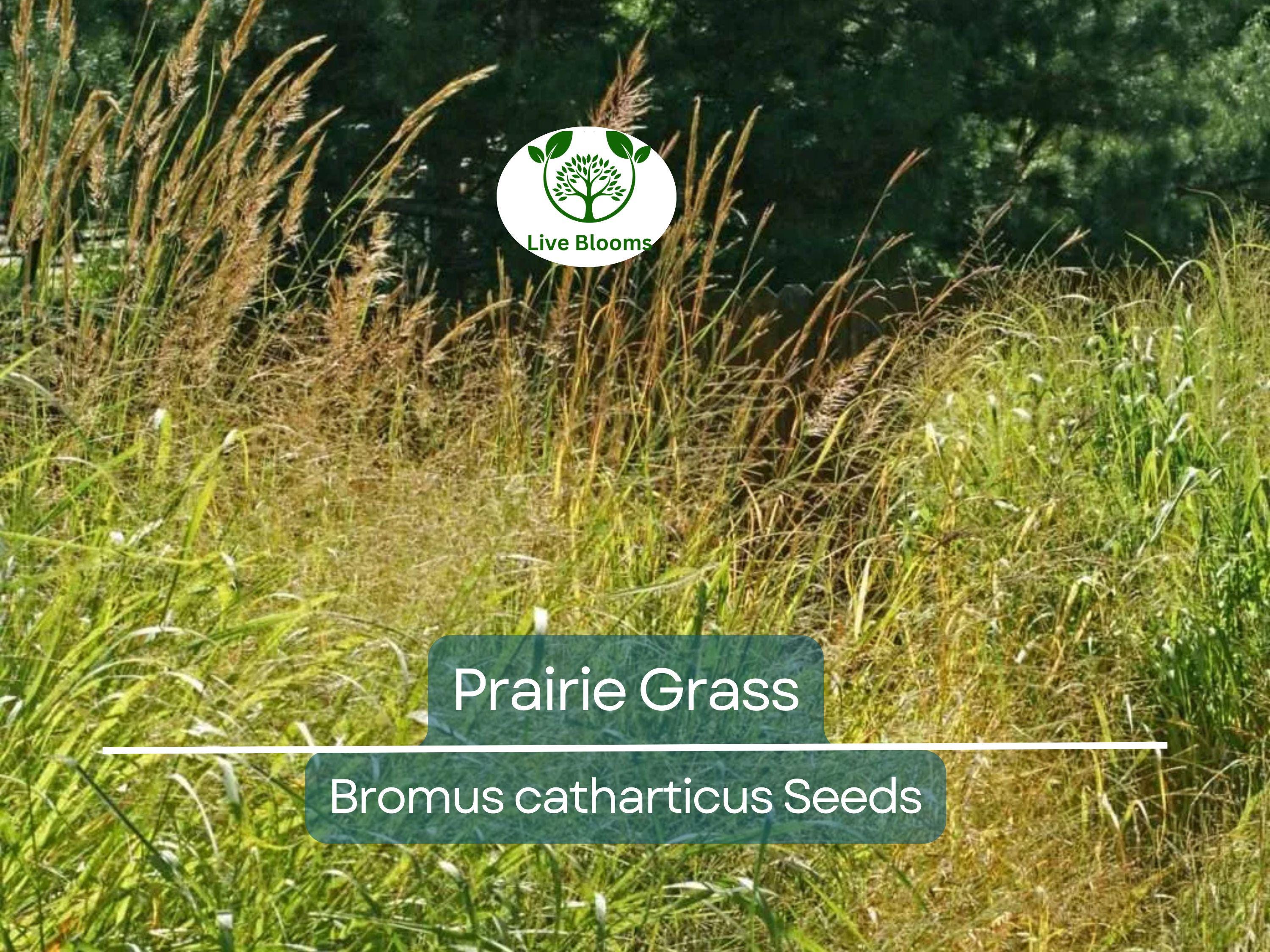 10,000 Bulk Prairie Grass Seeds - Native, Fast-Growing, Drought & Heat Tolerant, EZ Ornamental Grass for Landscaping