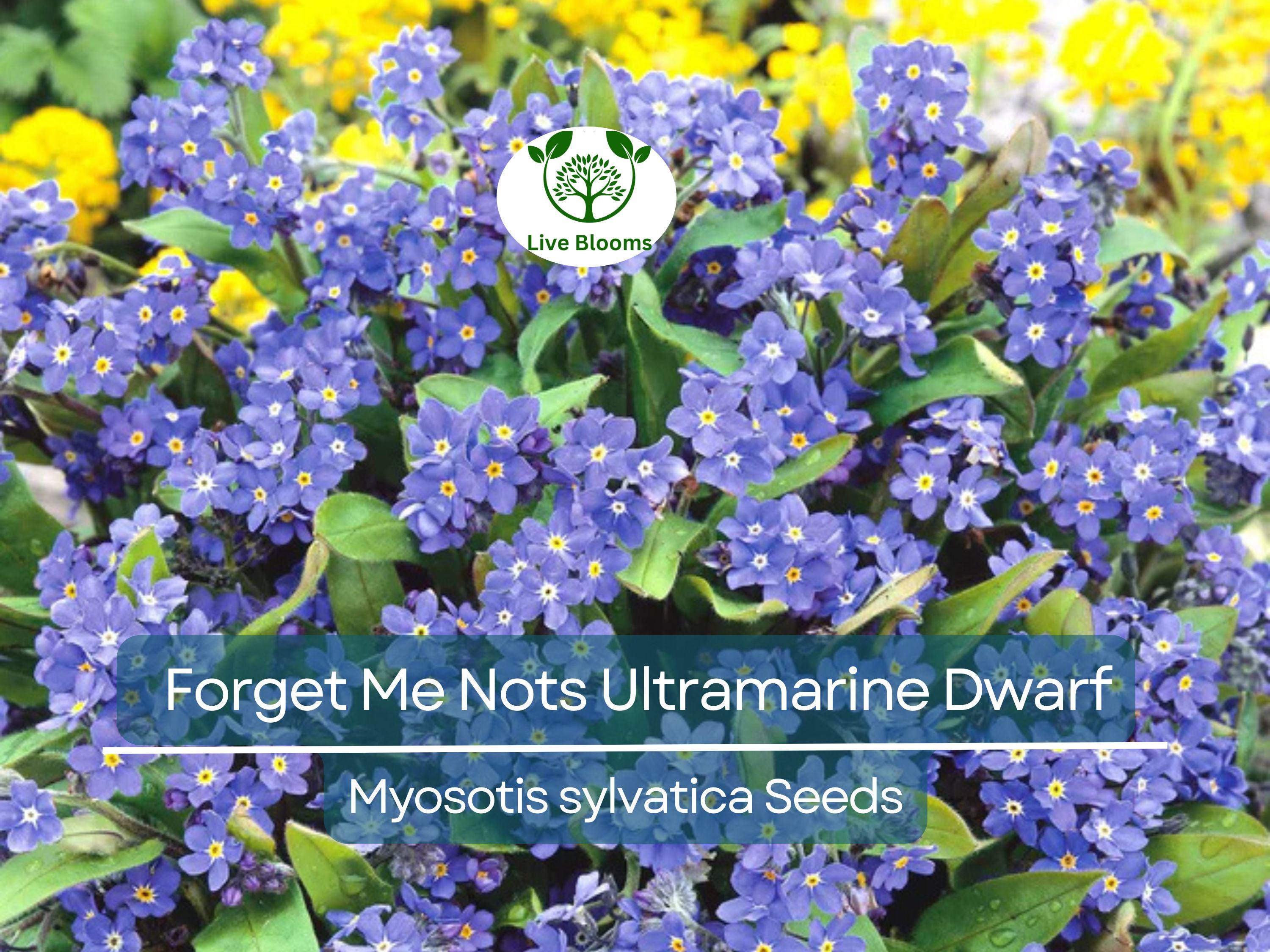 200 Seeds Forget Me Nots ULTRAMARINE DWARF, Blue Biennial Perennial, Non-GMO, Compact Blue Flowers, Perfect for Gardens & Pollinators