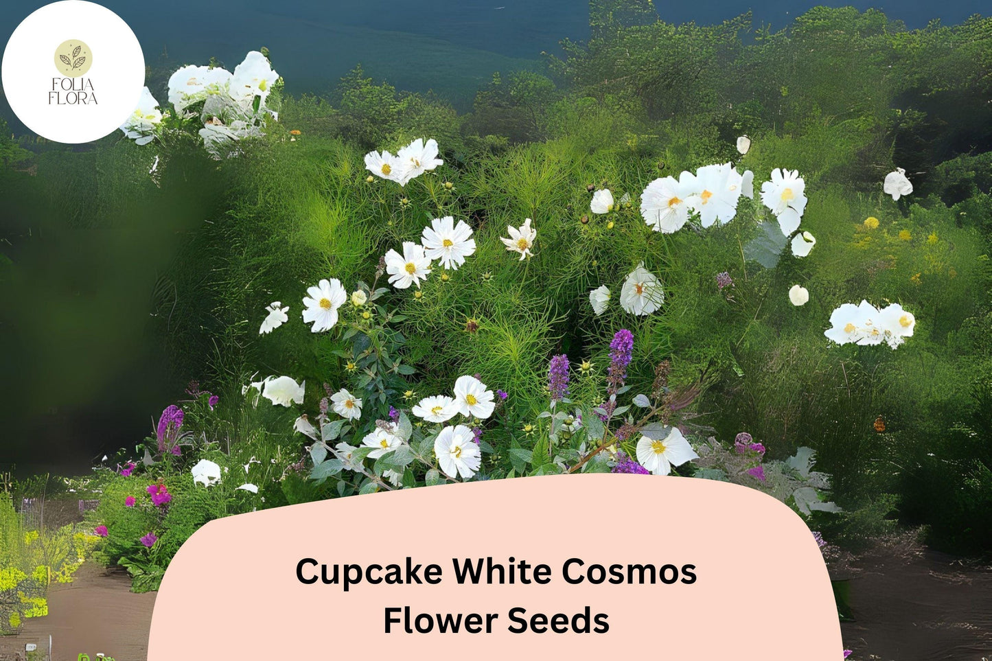 200+ Cupcake White Cosmos Seeds | Cosmos Bipinnatus White Semi-Double Flower Garden Seeds