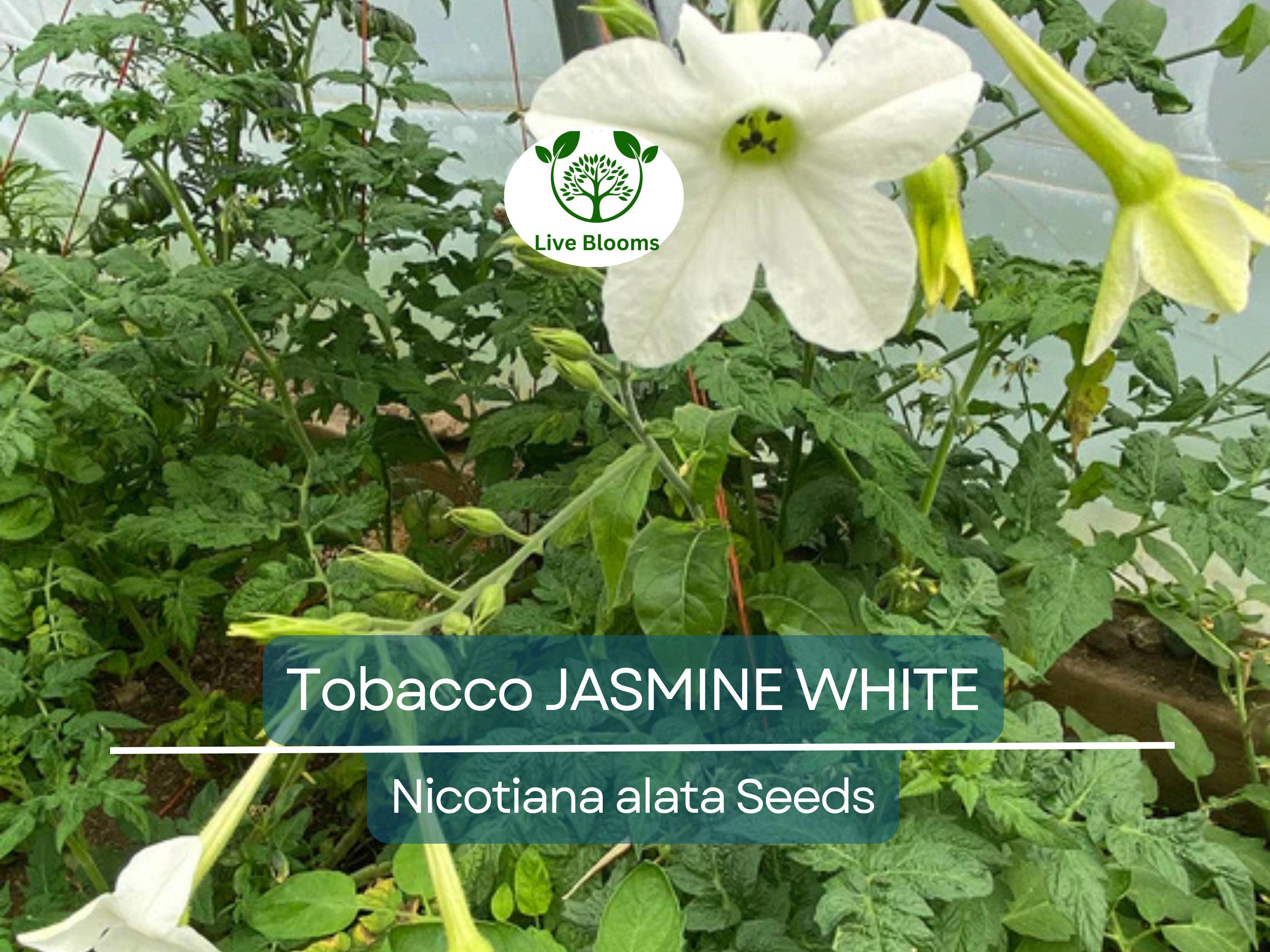 500 Jasmine Tobacco Seeds – Nicotiana alata, White Fragrant Night Blooms, Heirloom, Non-GMO, Night Scented Flower Seeds