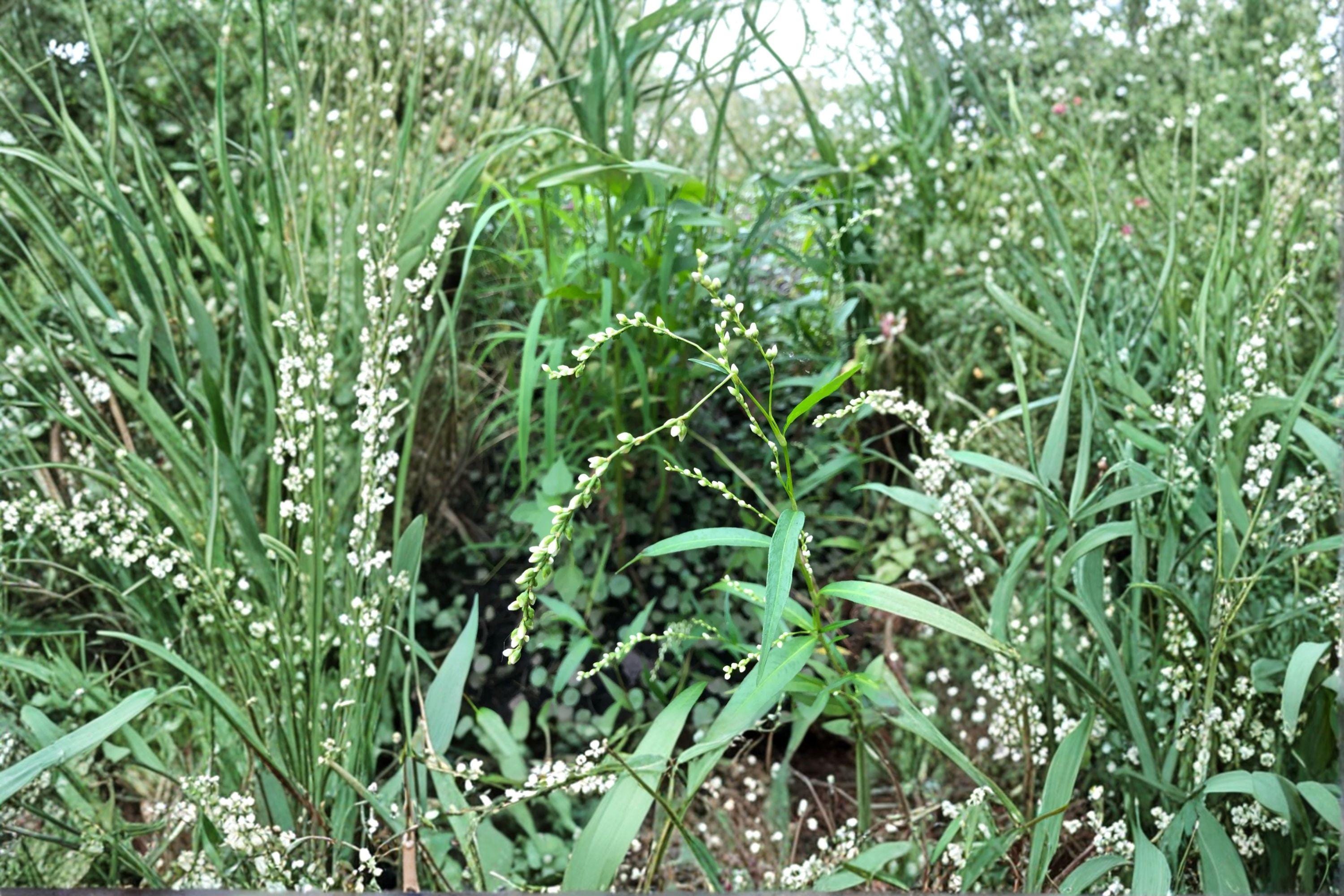 Dotted Smartweed – Persicaria punctata, Native Annual Wildflower | Moist Soil Plant (30 Seeds)