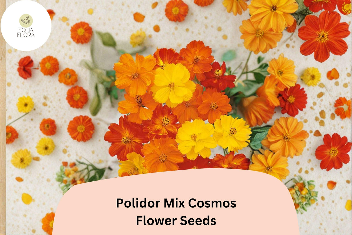 200+ Polidor Mix Cosmos Seeds | Cosmos Sulphureus Orange, Red & Yellow | Garden Flower Seeds for Planting
