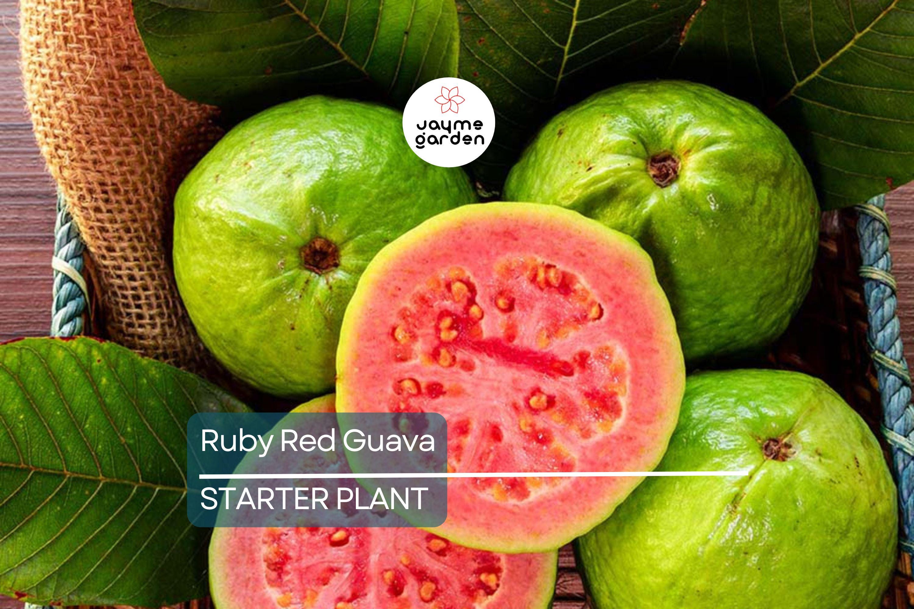 Ruby Red Guava Tree | 8"-10" Tropical Live Plant | Ready to Plant Fruit Tree | Easy to Grow | Subtropical & Tropical Zones