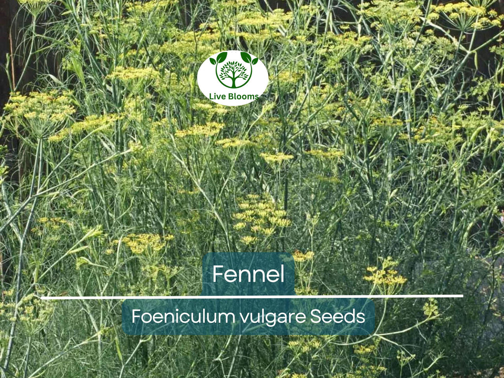 200 Fennel Seeds Herb, Perennial, Swallowtail Butterfly Host Plant, Non-GMO, Aromatic, Healthy, Easy to Grow, Perfect for Gardens