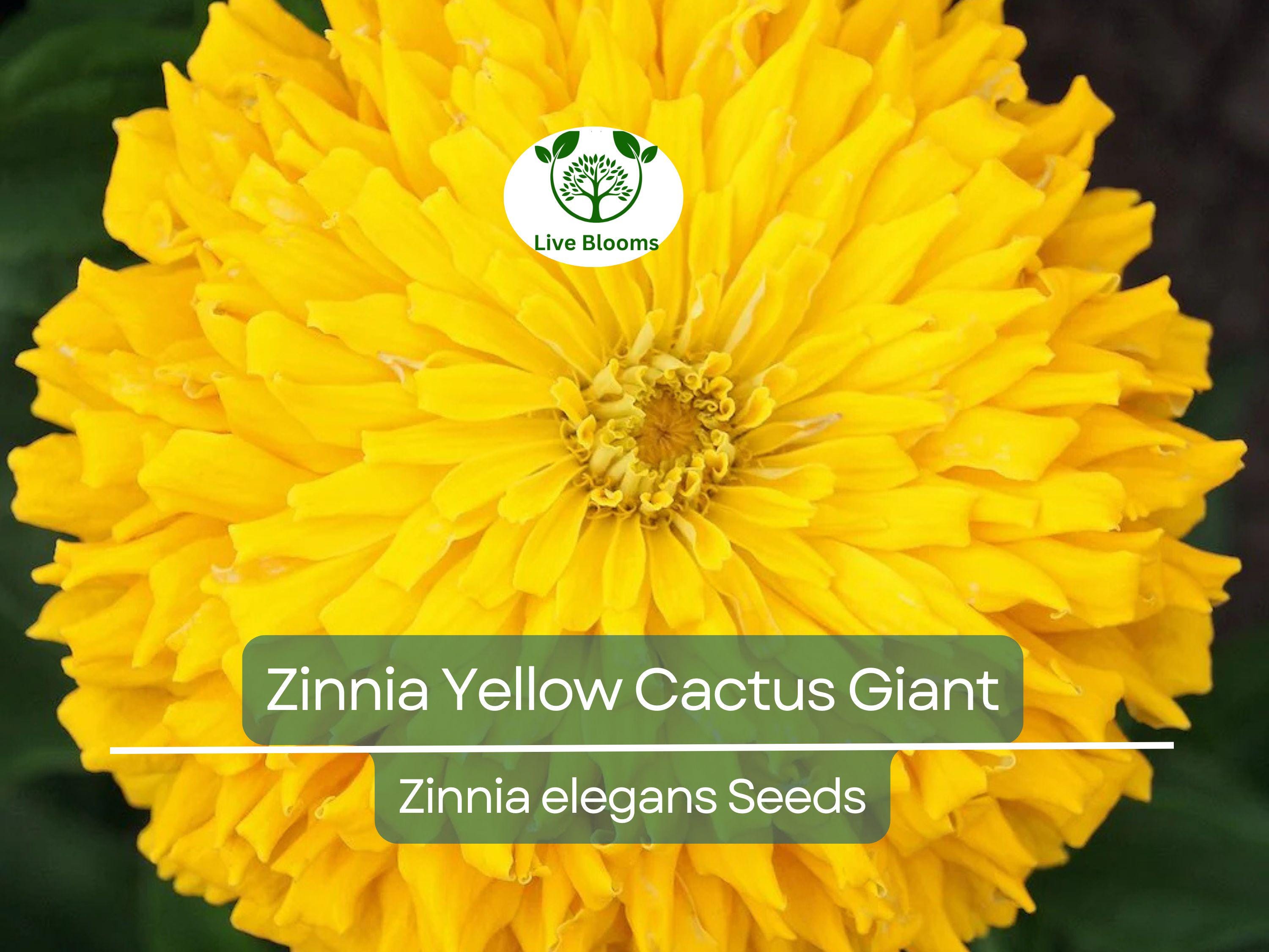 100 Zinnia elegans Yellow Cactus Giant Seeds - Huge Blooms, Non-GMO, Heirloom, Cut Flower Garden, Easy to Grow Annual