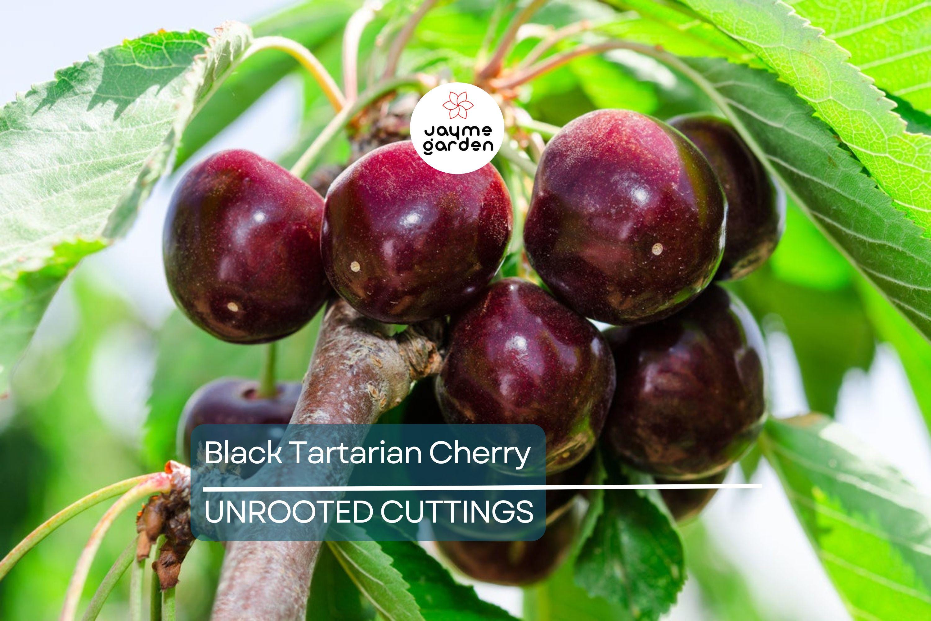 6 Black Tartarian Cherry Scions for Grafting | Sweet, Berry-Like Fruit | Early Bloomer | Fresh Cuttings