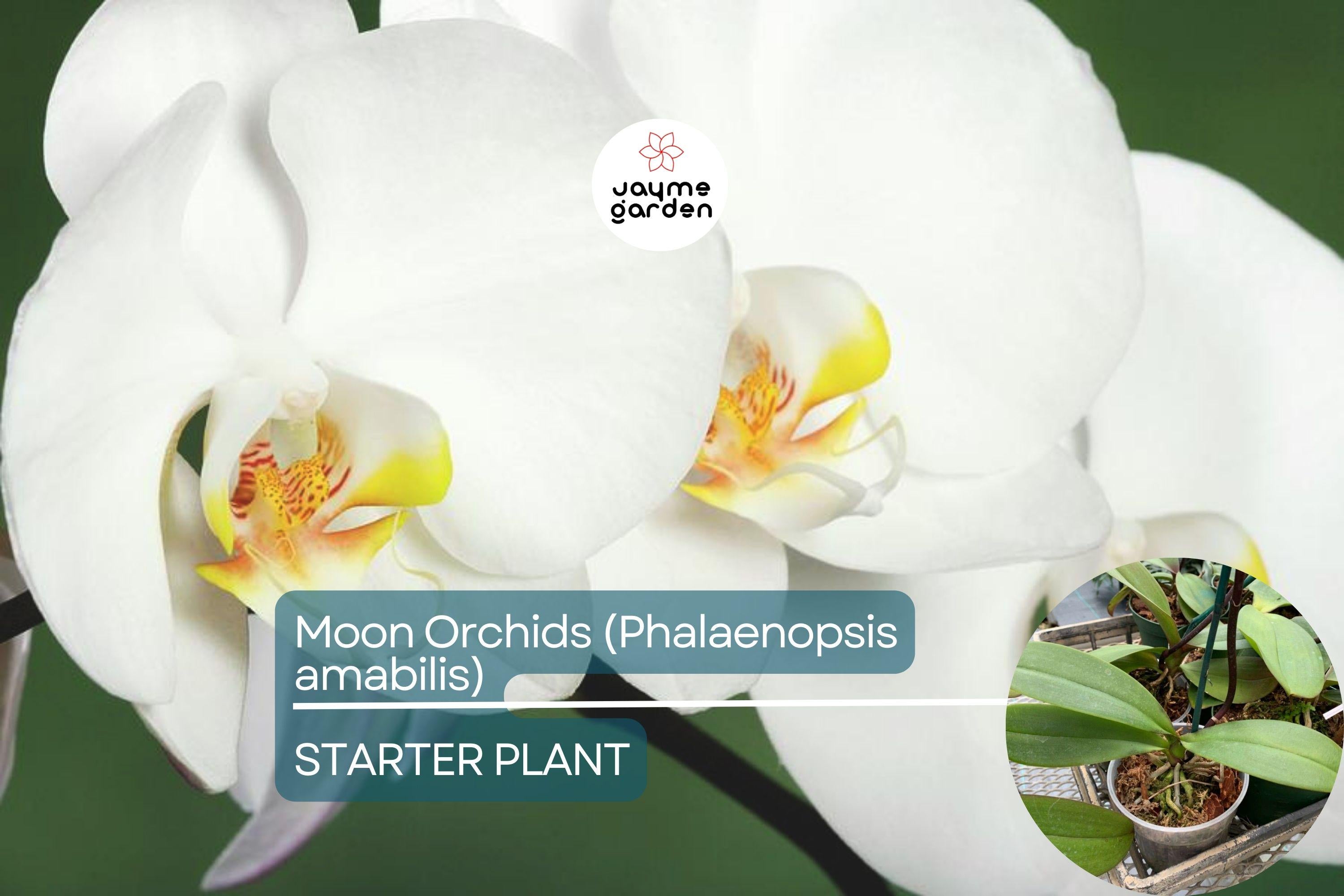 1 Moon Orchid Starter Plant - Phalaenopsis amabilis 12” | Elegant Indoor Flowering Plant