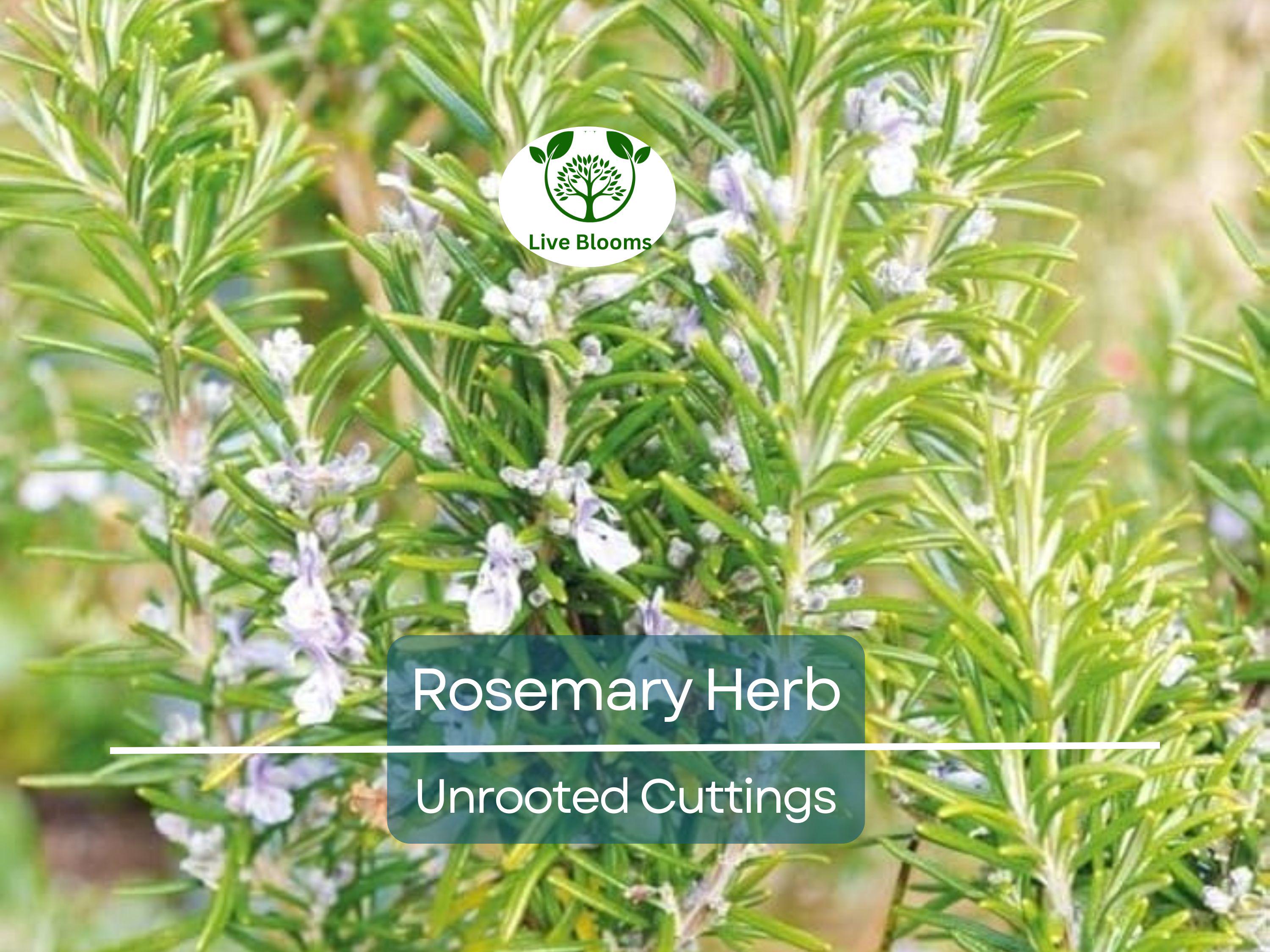 15 Organic Rosemary Herb Plant Cuttings, Rosmarinus Officinalis, Unrooted 10" Each, Fresh Culinary Herb for Propagation, Easy to Grow