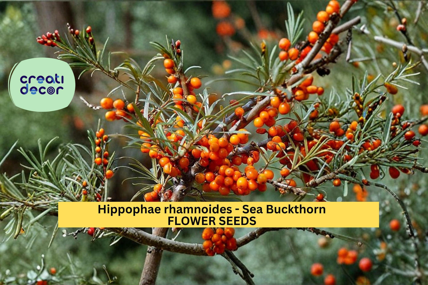 Sea Buckthorn Seeds Hippophae rhamnoides 20 Count Hardy Berry Shrub Seeds Cold Tolerant Landscape Plant