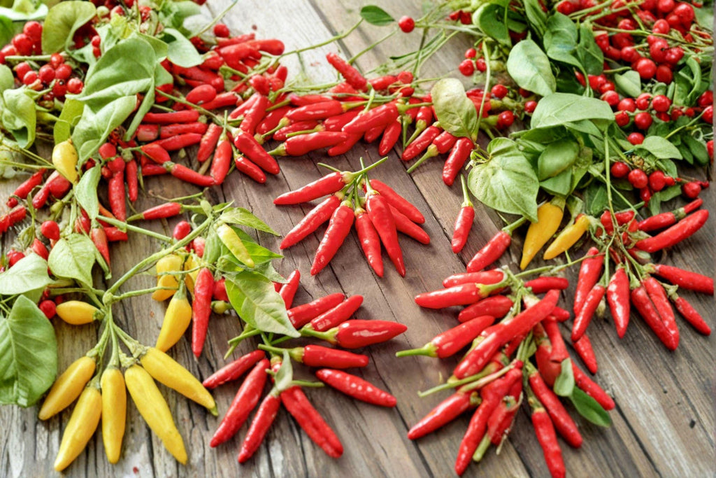 Tabasco – Hot Pepper 25 Seeds | Classic Sauce Pepper | Very Hot | Authentic Louisiana Chili