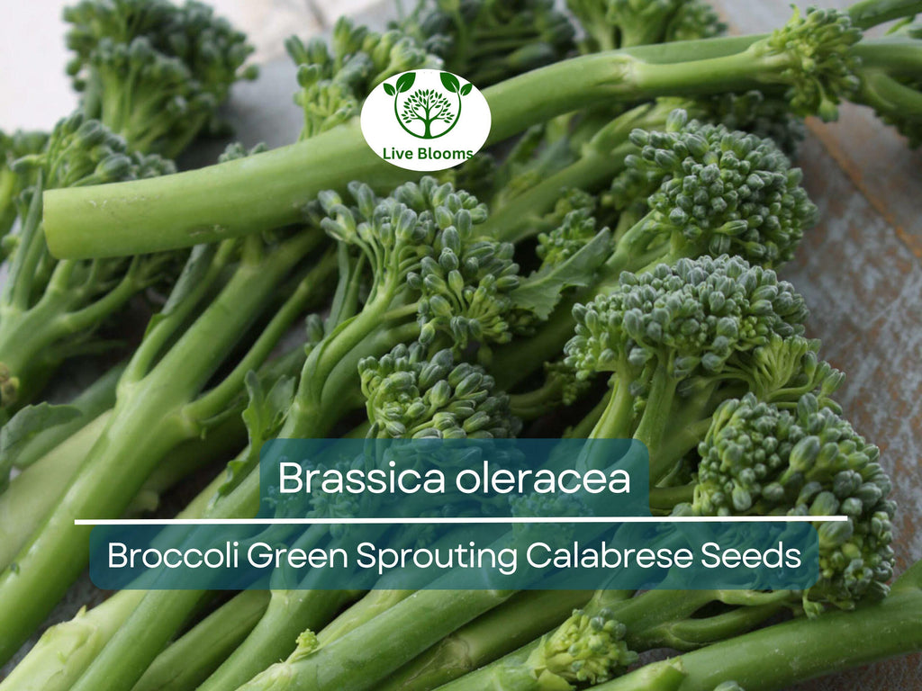 300 Seeds Broccoli Green Sprouting Calabrese - Brassica oleracea | Heirloom Seeds for Planting, Gardening & Nutritious Harvests