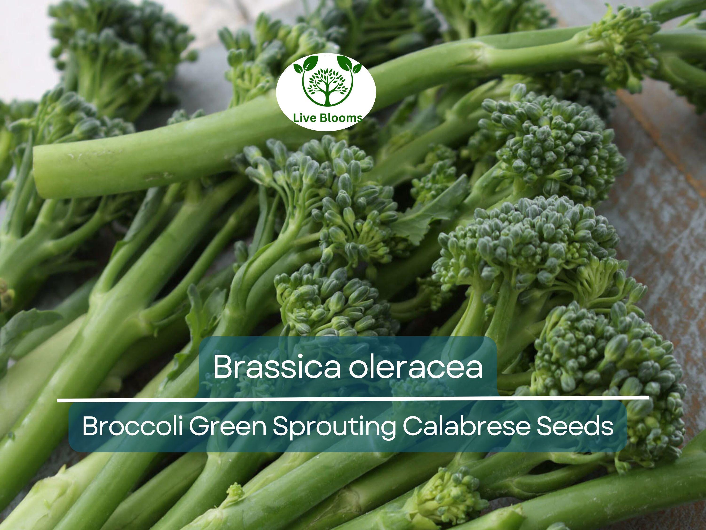 300 Seeds Broccoli Green Sprouting Calabrese - Brassica oleracea | Heirloom Seeds for Planting, Gardening & Nutritious Harvests