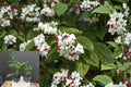 Bleeding Heart Vine 1 Rooted Starter Plant (Clerodendrum thomsoniae) Red & White Blooms