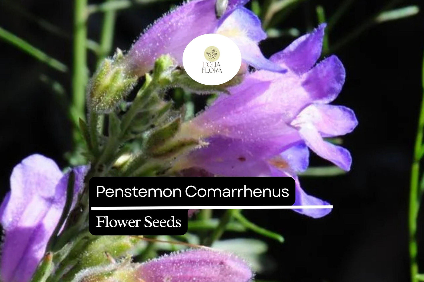 100mg Penstemon Comarrhenus Seeds, Dusty Penstemon, Drought-Tolerant Native Wildflower
