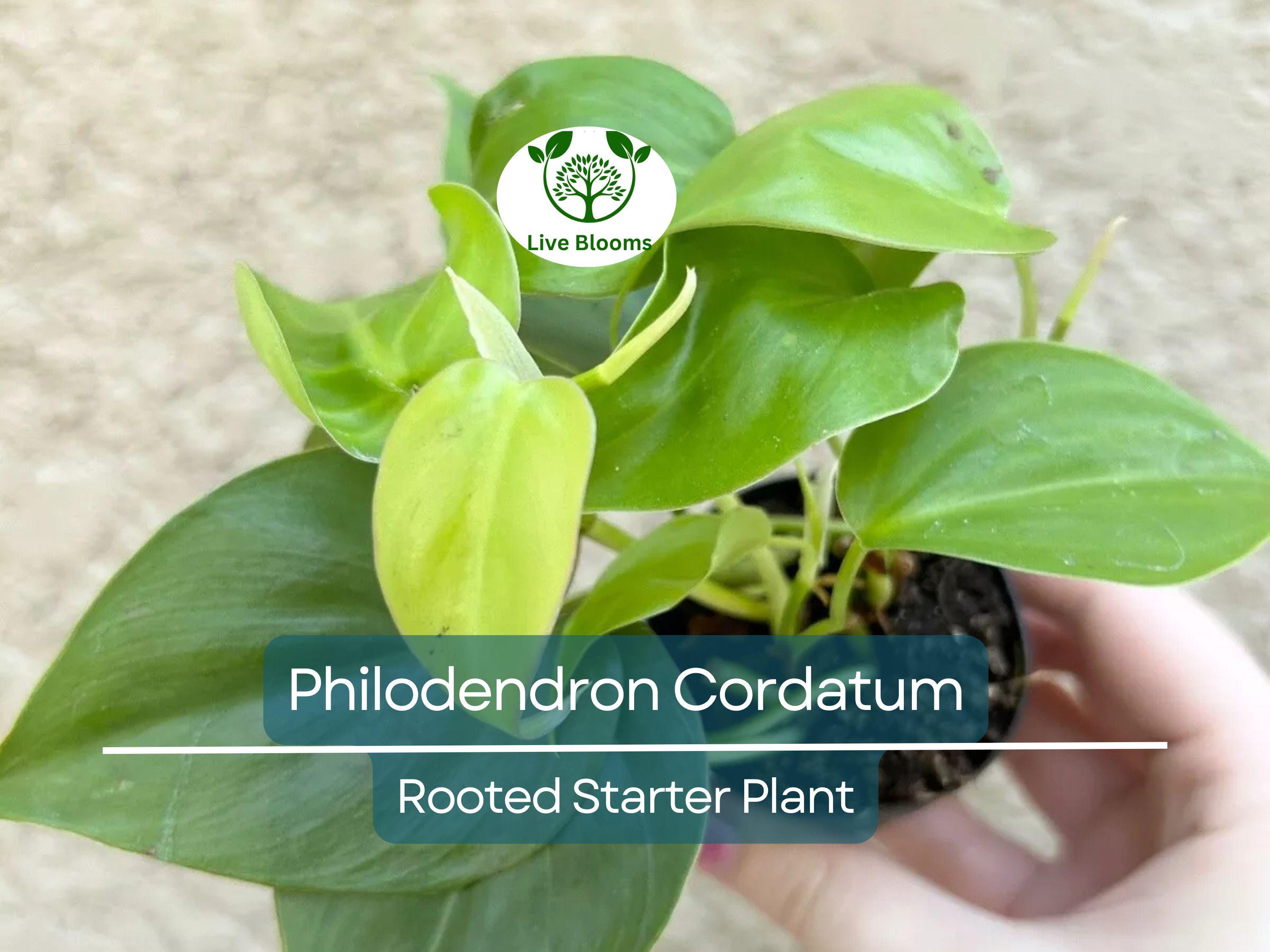2" Rooted Multi-Cutting Cordatum Starter Plants, Easy to Grow, Ideal for Indoor/Outdoor, Philodendron Cordatum, Heartleaf Vine Cuttings