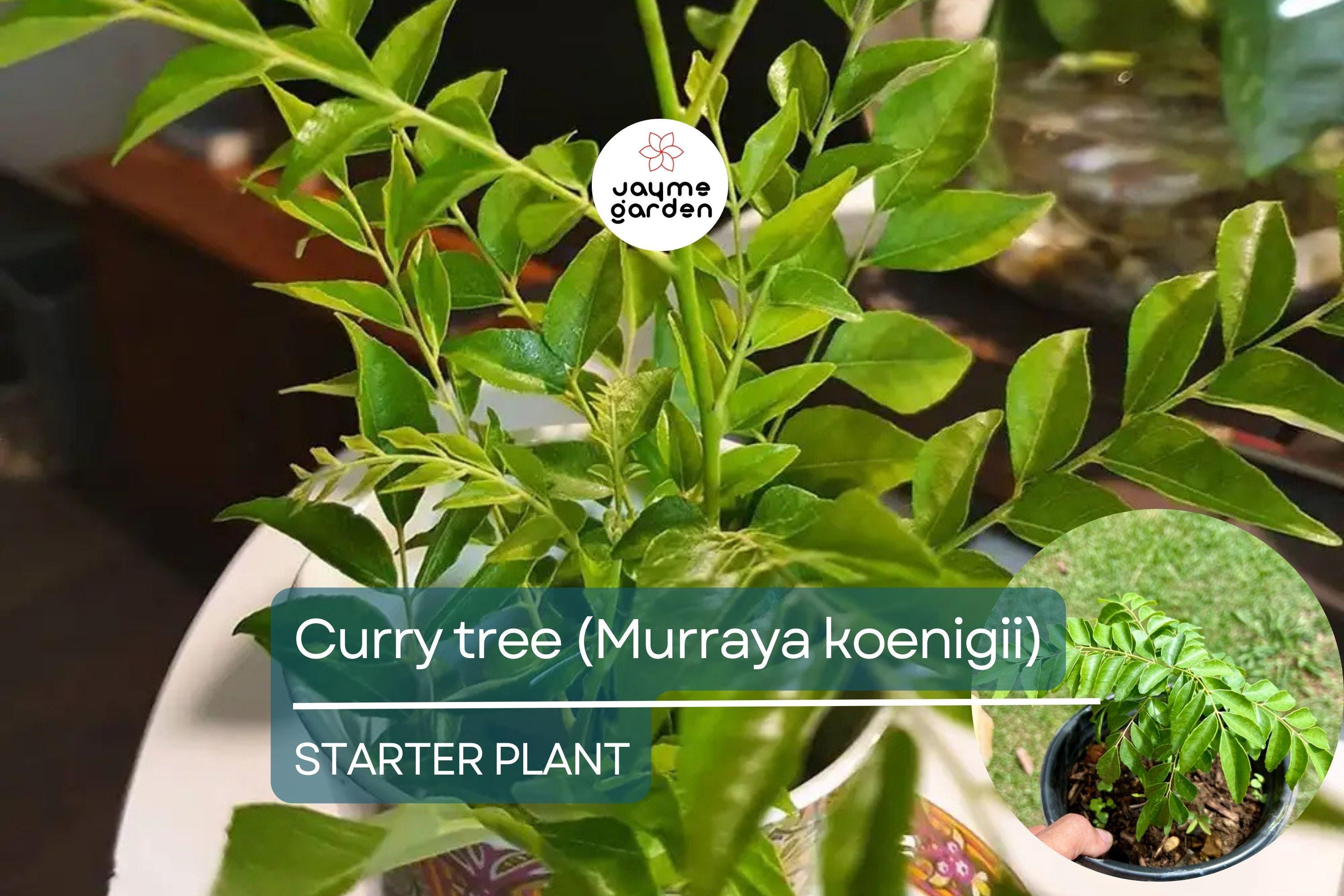 Curry Tree - Live Murraya koenigii Plant 1’-2’ Tall | Culinary Herb Tree | Compact Growth for Indoors & Gardens