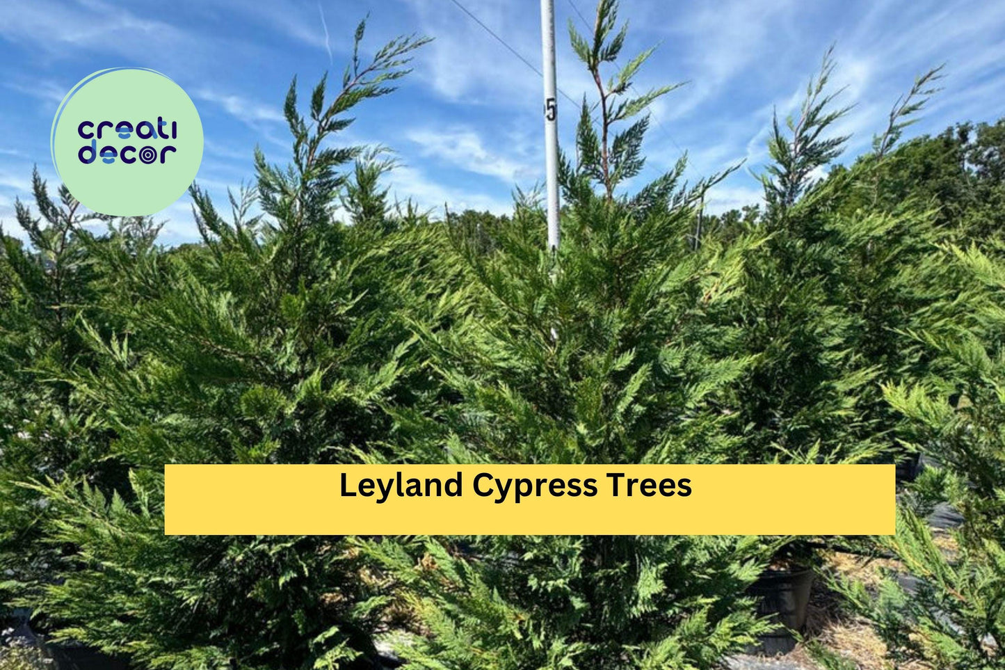 Leyland Cypress Trees | Set of 3 Live Bare Root Evergreen Starter Plants | Fast-Growing Privacy Hedge Trees