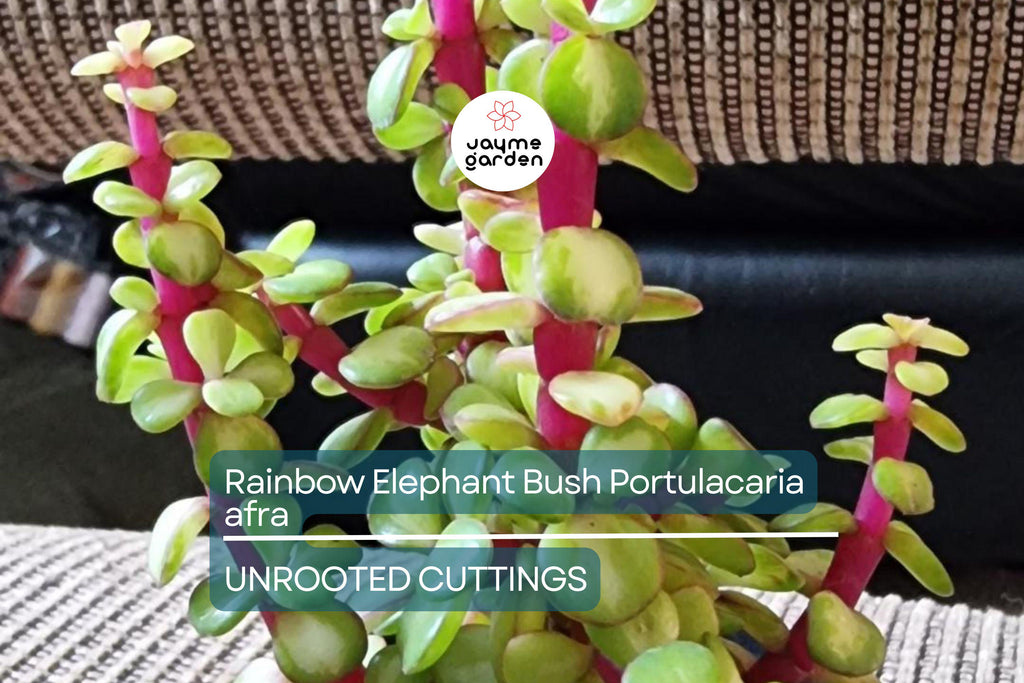 20 Rainbow Elephant Bush Cuttings - Portulacaria afra Succulent Cactus Live Plants for Propagation