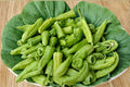Cubanelle – Sweet Pepper 25 Seeds | Italian Frying Pepper | Mild & Sweet | Thin-Walled and Flavorful