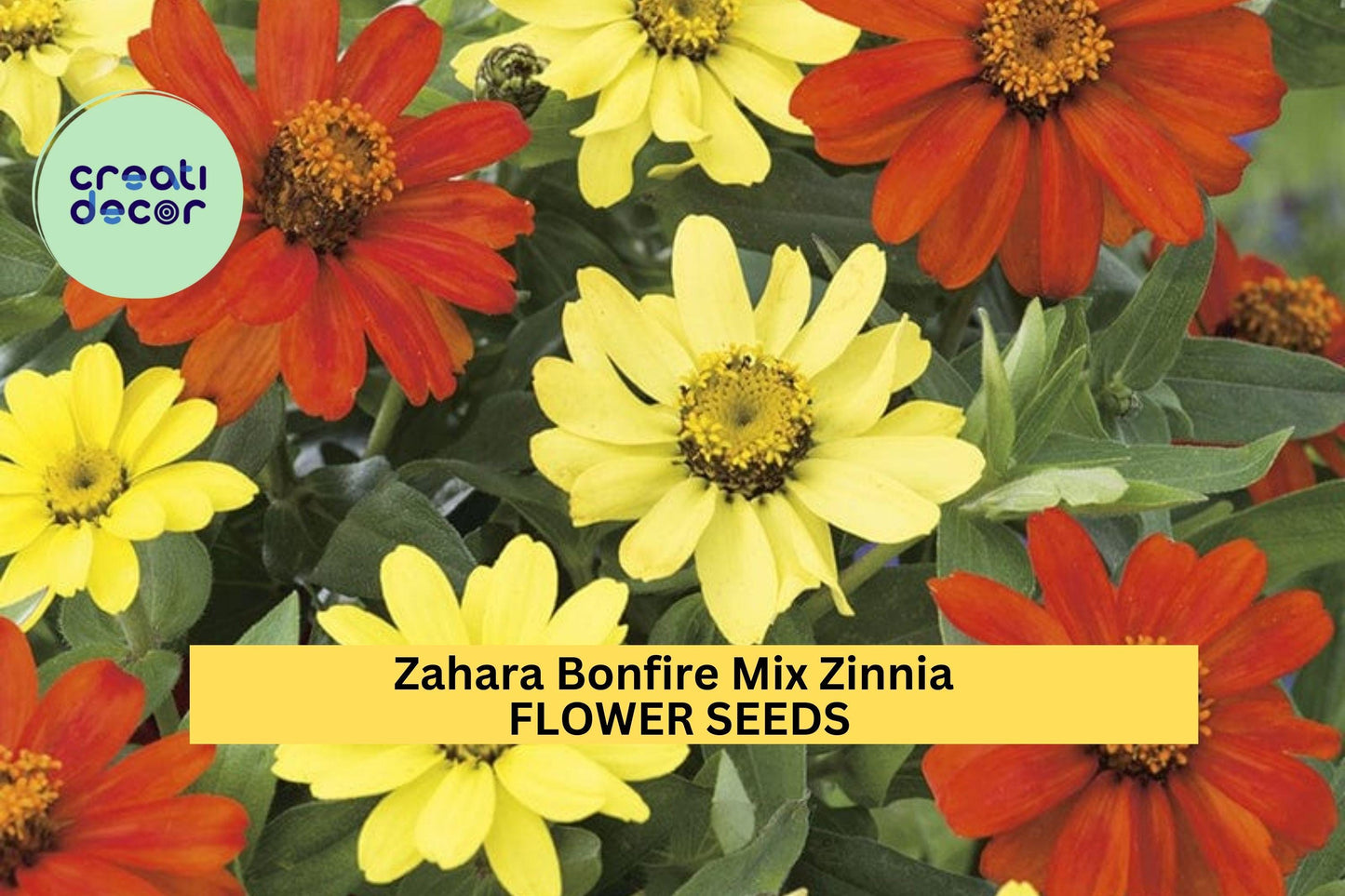 100+ Zahara Bonfire Mix Zinnia Seeds – Fiery Red, Orange & Yellow Blooms for Garden Planting, Heat-Tolerant Annuals – USA