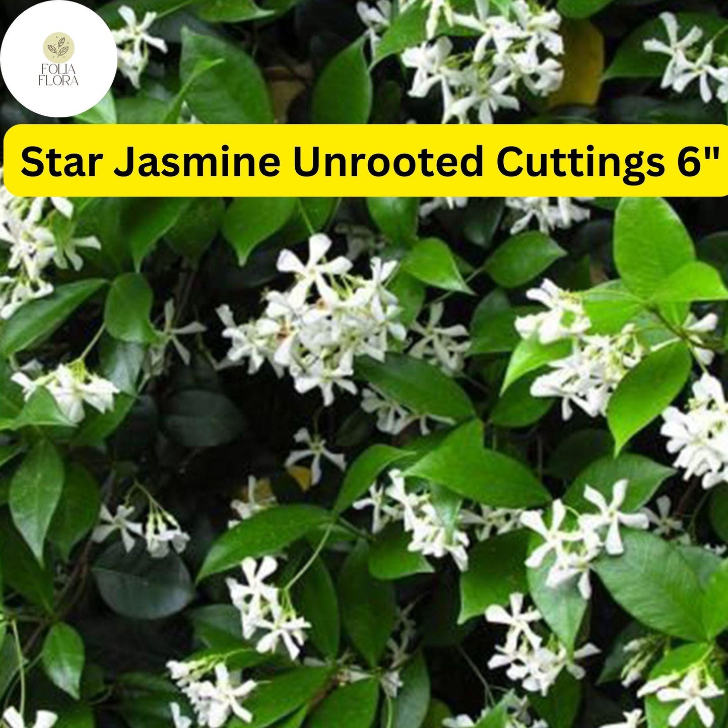 Trachelospermum Jasminoides | Star Jasmine | 7 Live 6” Unrooted Cuttings | Fragrant Vine, Evergreen, Fast-Growing, Flowering Plant