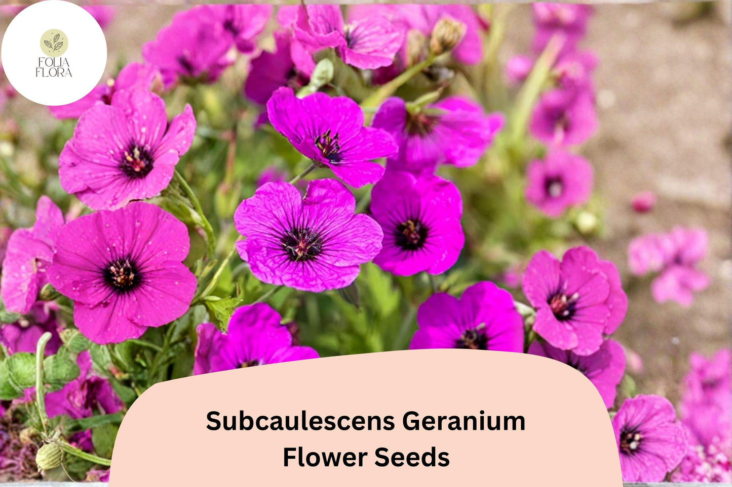 25+ Subcaulescens Geranium Seeds | Hardy Rock Garden Cranesbill | Purple Blooms for Borders & Ground Cover