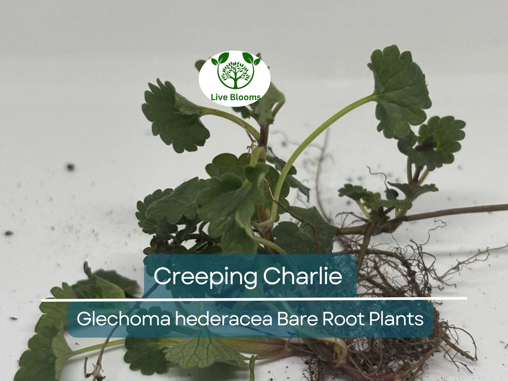 10 Creeping Charlie Vines – Bare Root Plants – Glechoma hederacea – Evergreen Groundcover – Fast-Spreading Shade Vine