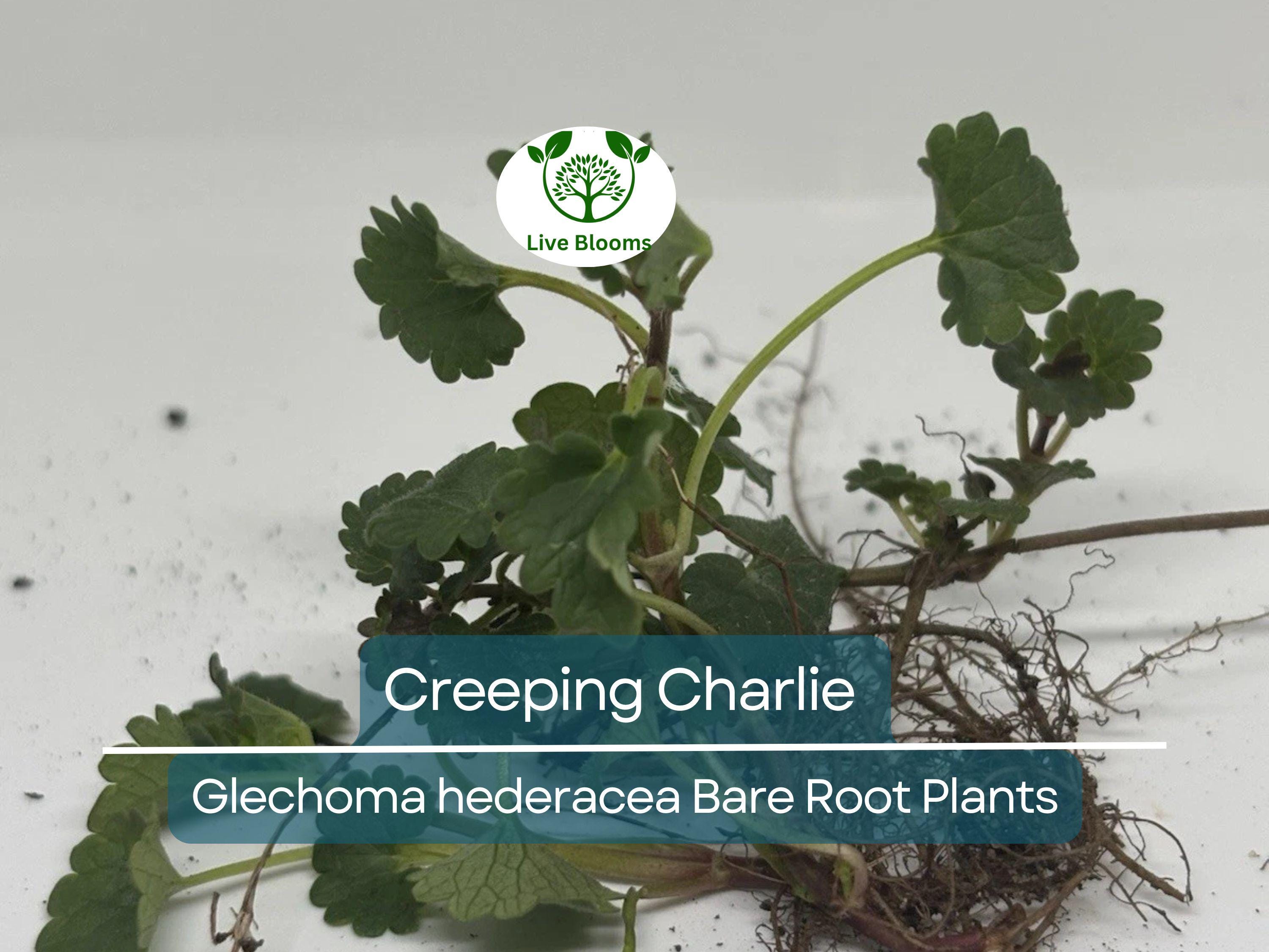 10 Creeping Charlie Vines – Bare Root Plants – Glechoma hederacea – Evergreen Groundcover – Fast-Spreading Shade Vine