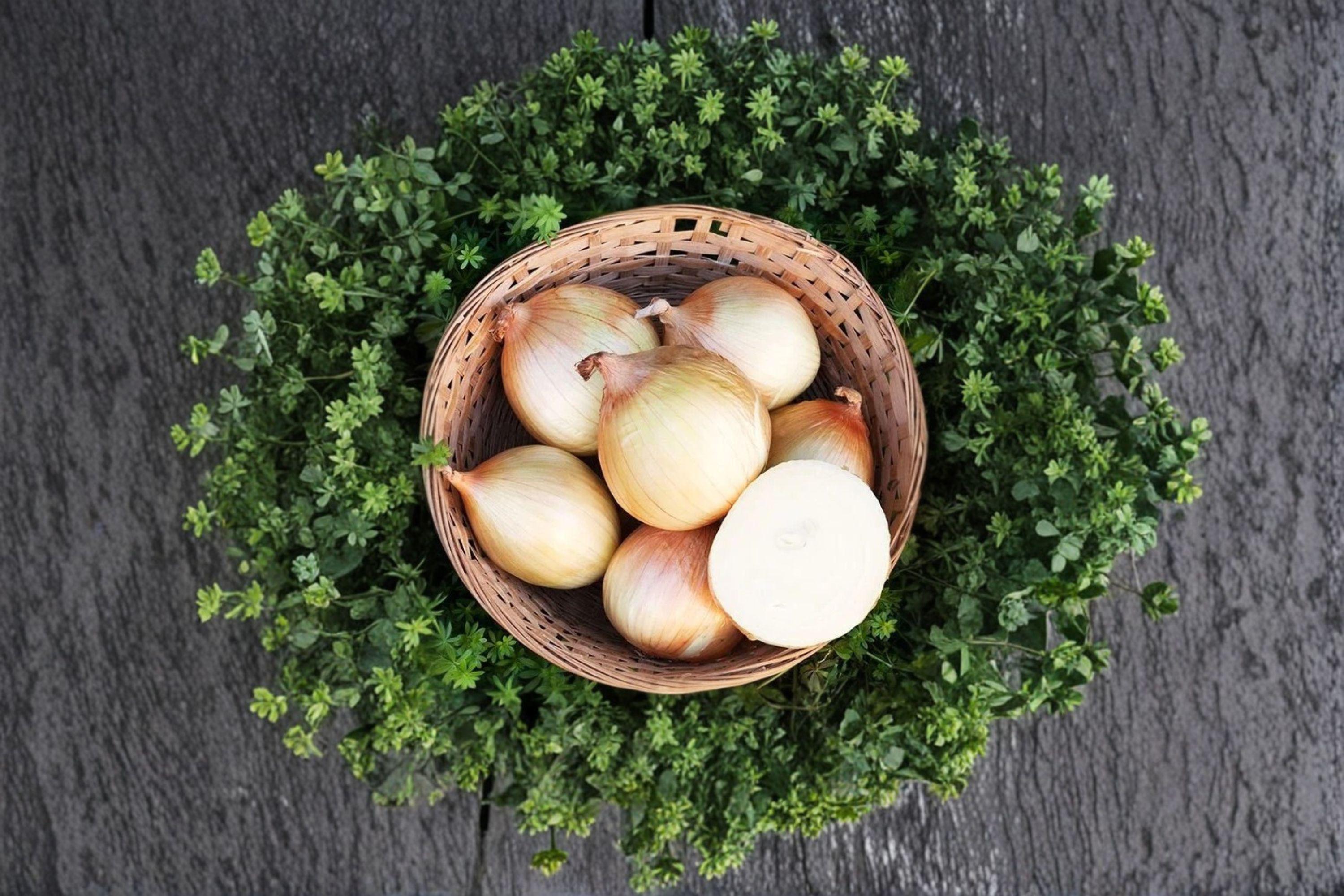 Onion – Walla Walla Sweet 50 Seeds | Famous Sweet Onion | Large Juicy Bulbs | Mild & Delicious Flavor