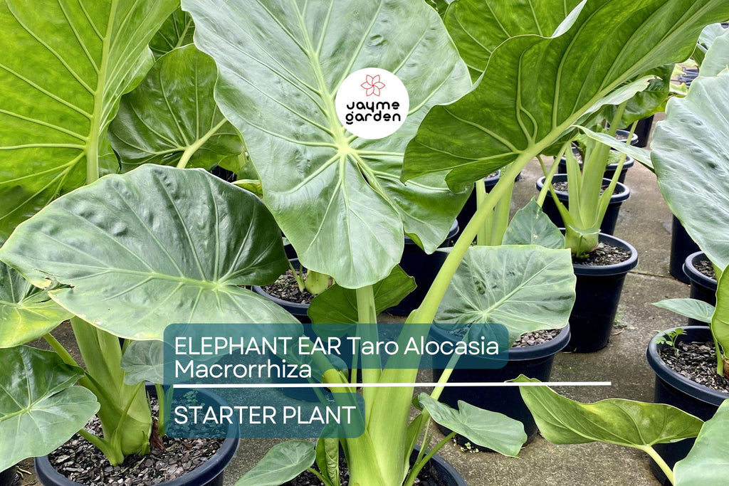 3 Borneo Giant Elephant Ear Seedlings - Alocasia Macrorrhiza - 3-6” Tall, Fast-Growing Tropical Plant