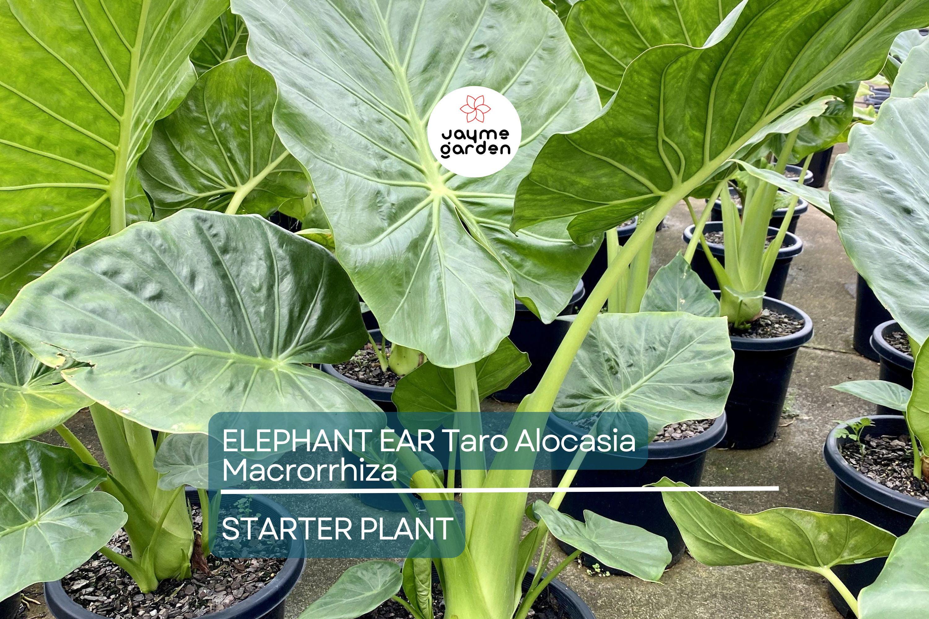 3 Borneo Giant Elephant Ear Seedlings - Alocasia Macrorrhiza - 3-6” Tall, Fast-Growing Tropical Plant