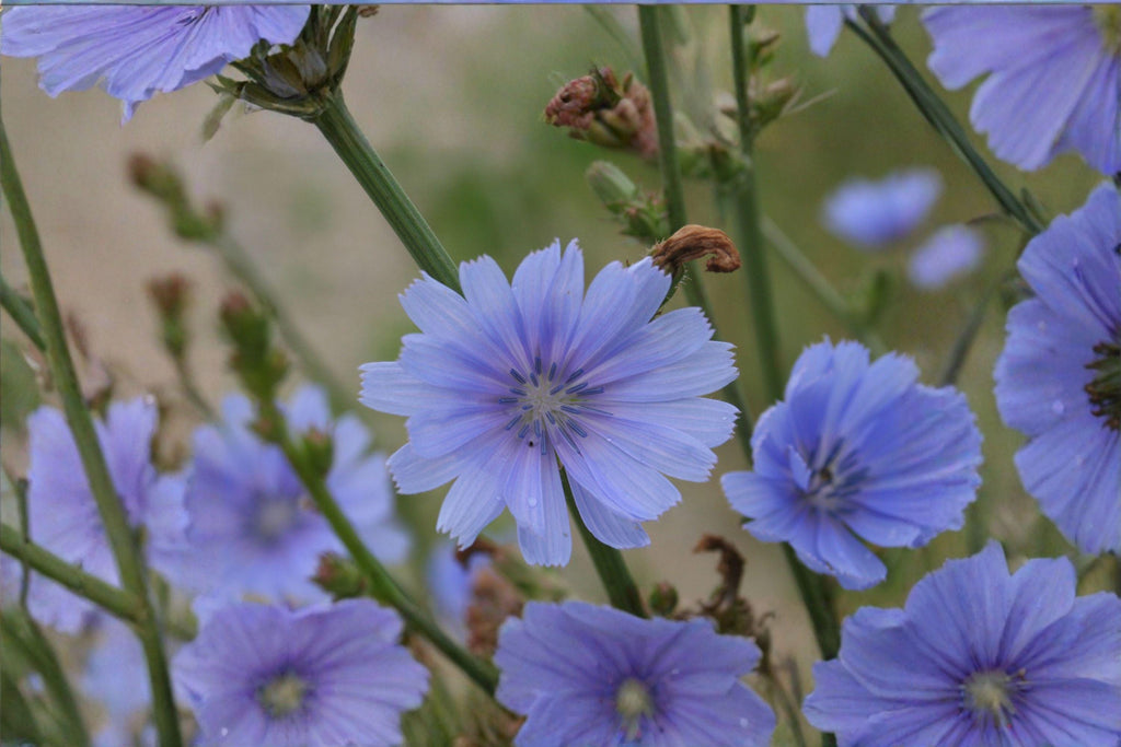 Blue Chicory – Cichorium intybus Seeds | 100 Seeds | Pollinator Friendly | Edible & Hardy Wildflower