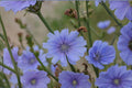 Blue Chicory – Cichorium intybus Seeds | 100 Seeds | Pollinator Friendly | Edible & Hardy Wildflower