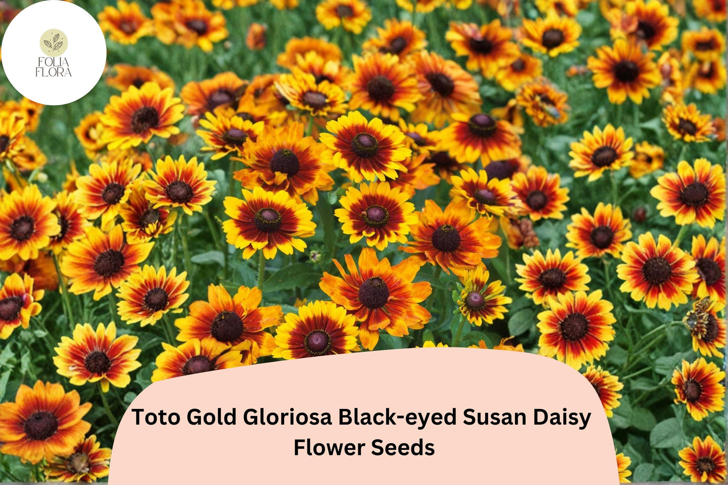 200+ Toto Gold Gloriosa Black-eyed Susan Daisy Seeds | Rudbeckia hirta | Bright Golden Blooms | Easy to Grow Perennial