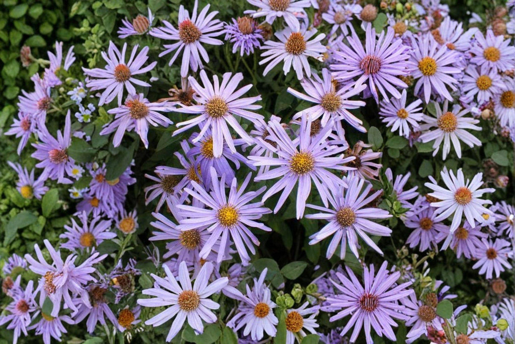 Symphyotrichum turbinellum – Prairie Aster | 100 Seeds | Native Purple Aster Wildflower | Pollinator Garden Plant