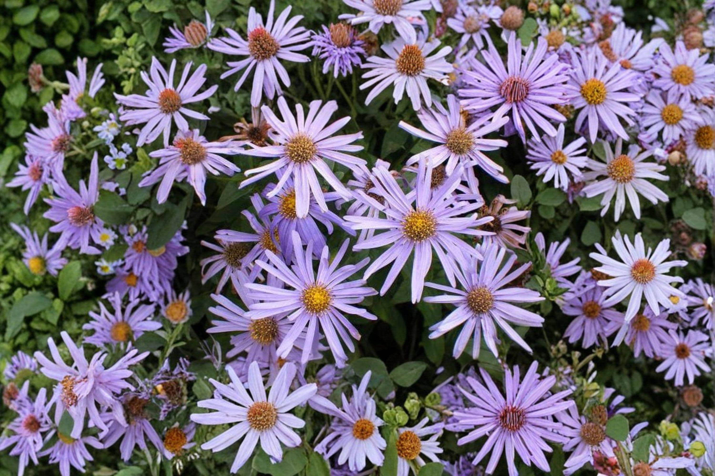 Symphyotrichum turbinellum – Prairie Aster | 100 Seeds | Native Purple Aster Wildflower | Pollinator Garden Plant