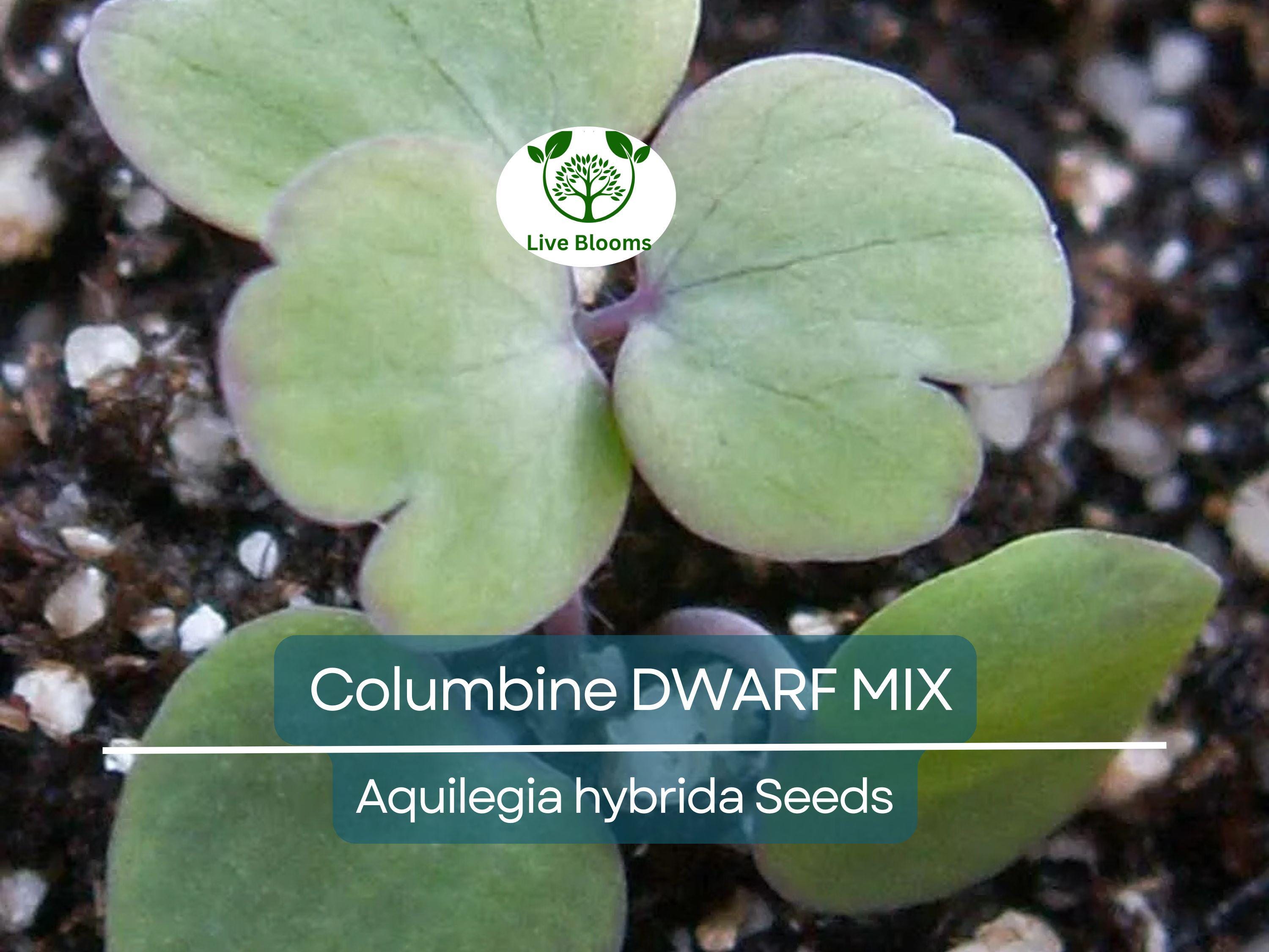 500 Seeds Columbine DWARF MIX Granny's Bonnet Perennial Flowers - Aquilegia Non-GMO, Fall Planting, Easy to Grow, Colorful Garden Blooms