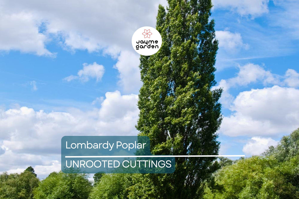 2 Lombardy Poplar Trees Live Cuttings - Rare, Fast-Growing Privacy Trees