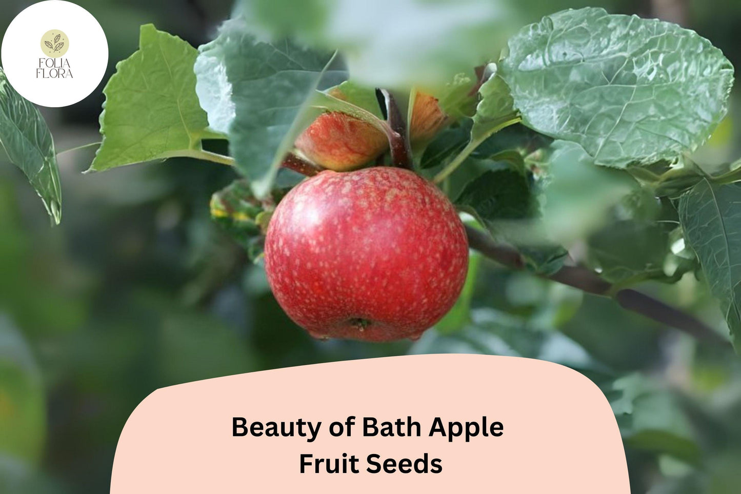 25+ Beauty of Bath Apple Seeds for Planting | Early Heirloom Apple Tree | Sweet Juicy Fruit | Rare Garden Orchard Seeds