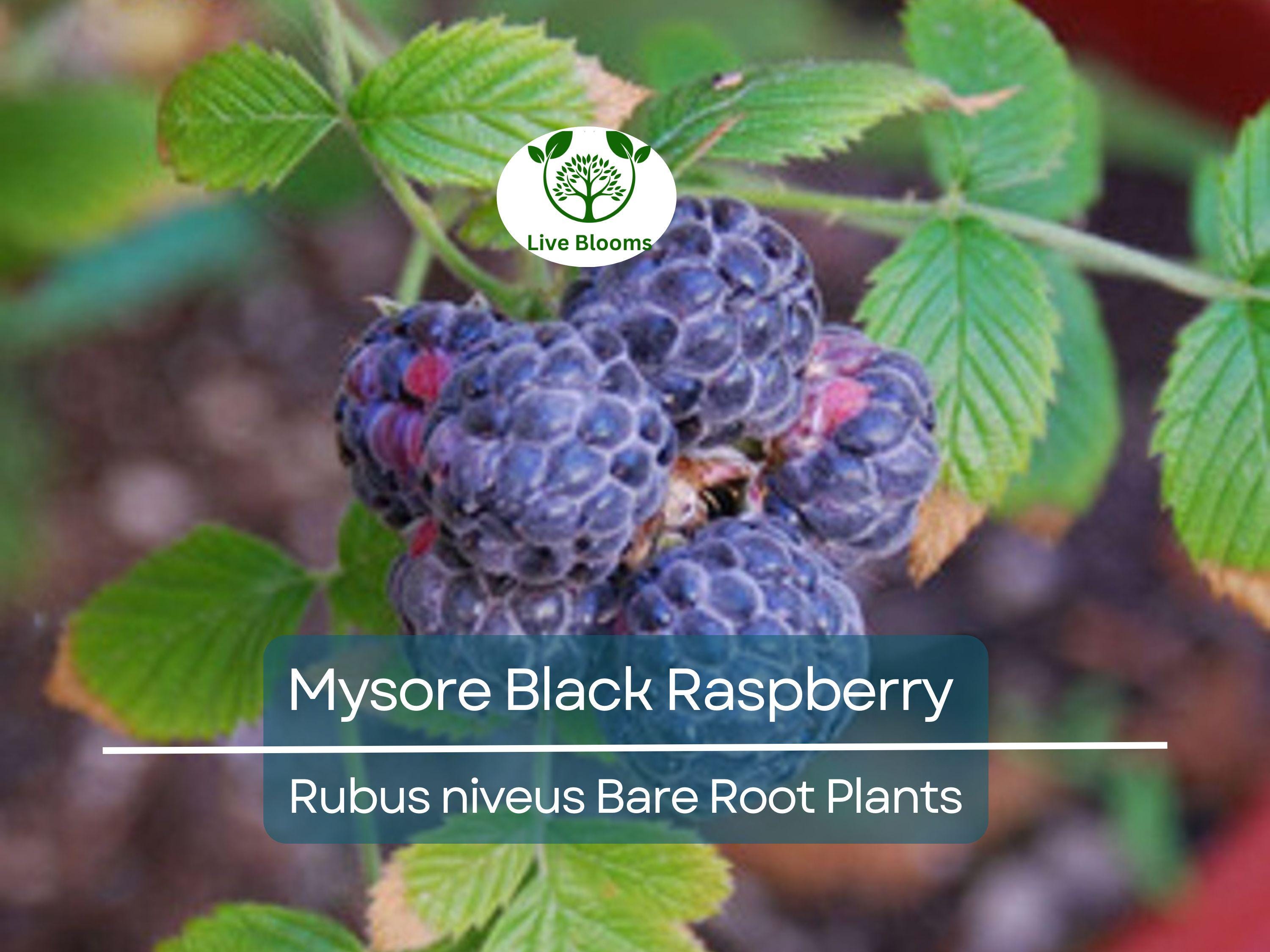 1 Mysore Black Raspberry Plant - Rubus Niveus - Bare Root Starter Fruit Plant for Garden and Orchard