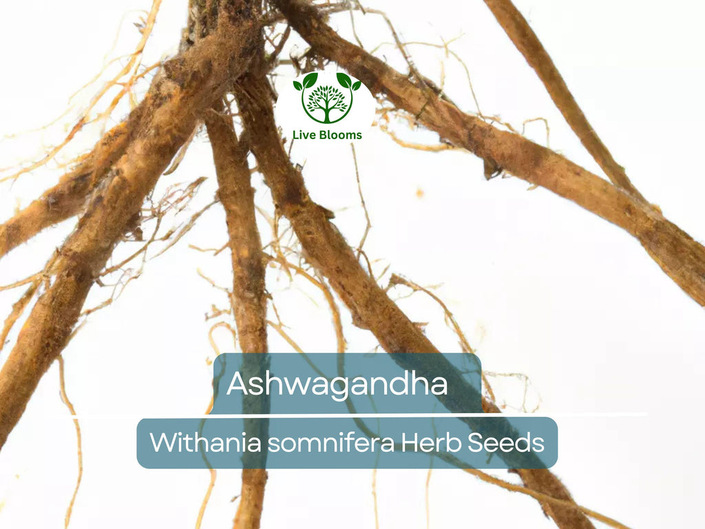 50 Ashwagandha Herb Seeds for planting | Withania somnifera (Indian Ginseng) - Grow Your Own Plant