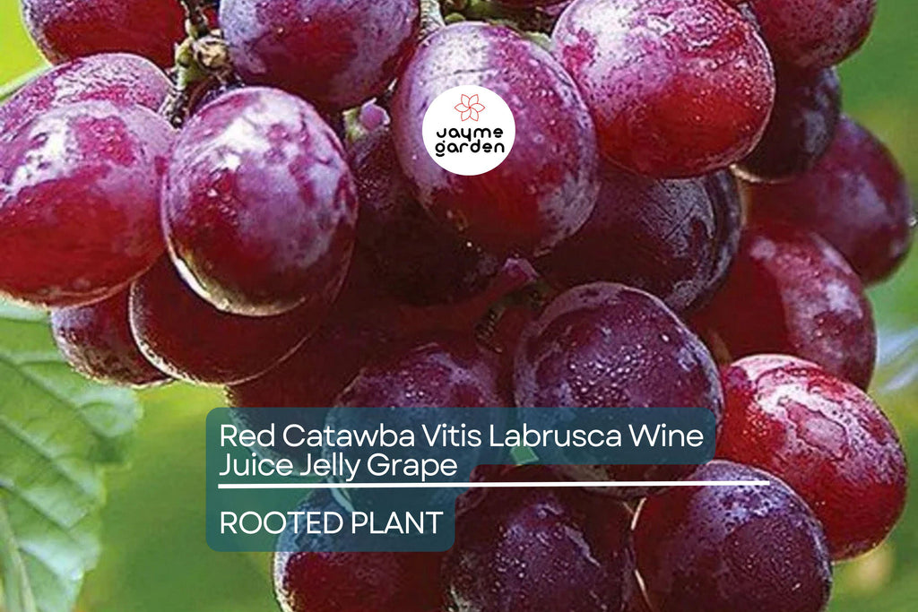 1 Organic Red Catawba Grape Vine - Vitis Labrusca - Rooted Plant, 12”+ Tall, Perfect for Wine, Juice, or Jelly