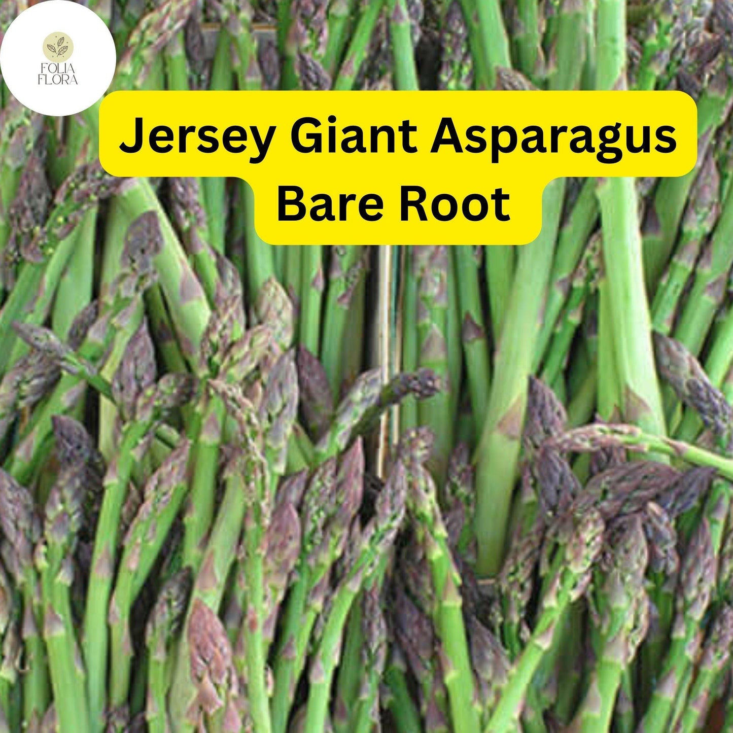 10 Bare Root Plants Green Jersey Giant Live Asparagus, 2-Year Crowns, Asparagus officinalis, High-Yield, Perennial Garden Starter
