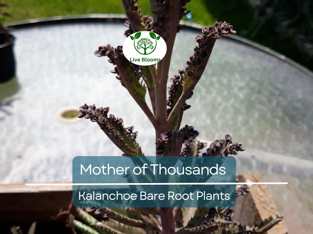 4 Mother of Thousands Plants - Kalanchoe - Alligator Plants - 2"-3" Bare Root Succulents - Live Starter Plants