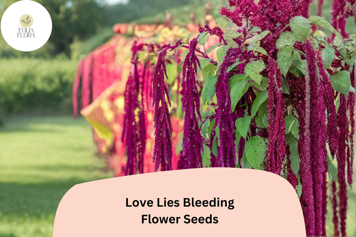Love Lies Bleeding Seeds – 100 Amaranthus caudatus | Ornamental Trailing Red Flower
