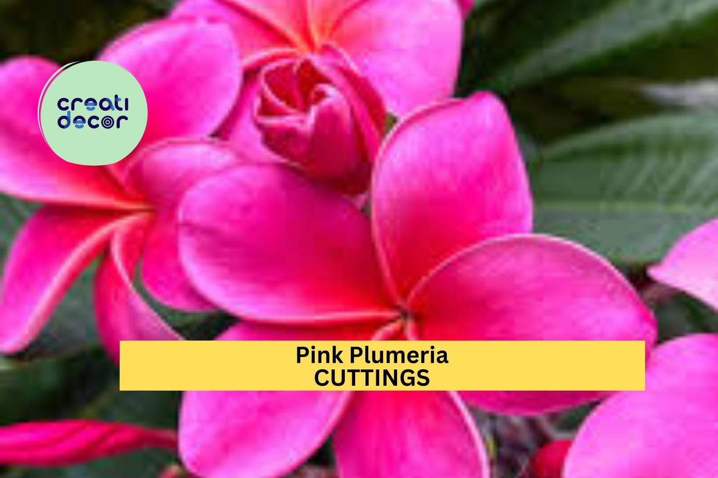 2 Pink Plumeria Cuttings | 10" Unrooted Starter | Single Head Frangipani Tree | Tropical Garden or Patio Plant | USA Seller