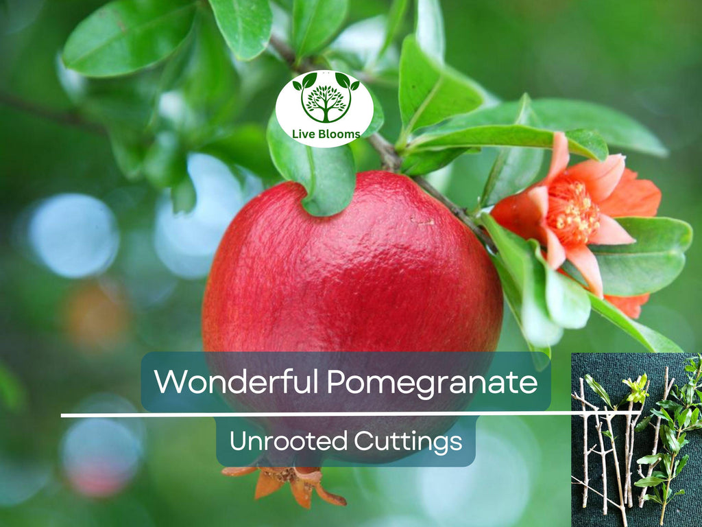 8 Pcs Organic Pomegranate Unrooted Cuttings 9" Long - Punica Granatum - Grow Your Own Pomegranate Tree, Natural & Healthy