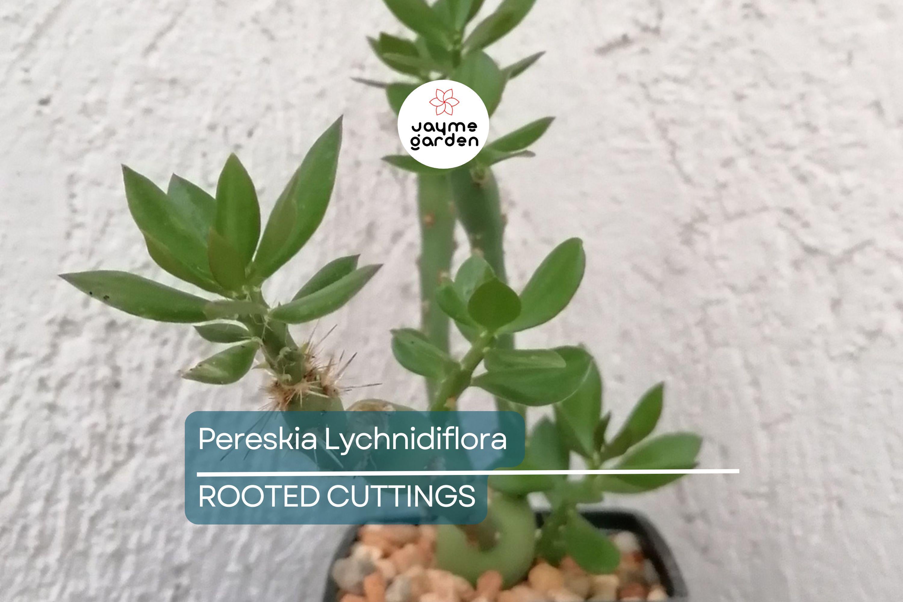 Pereskia lychnidiflora - Rare Wax Rose Cactus Starter Plant (4") | Rooted Cutting | Unique Leafy Cactus, Loves Water